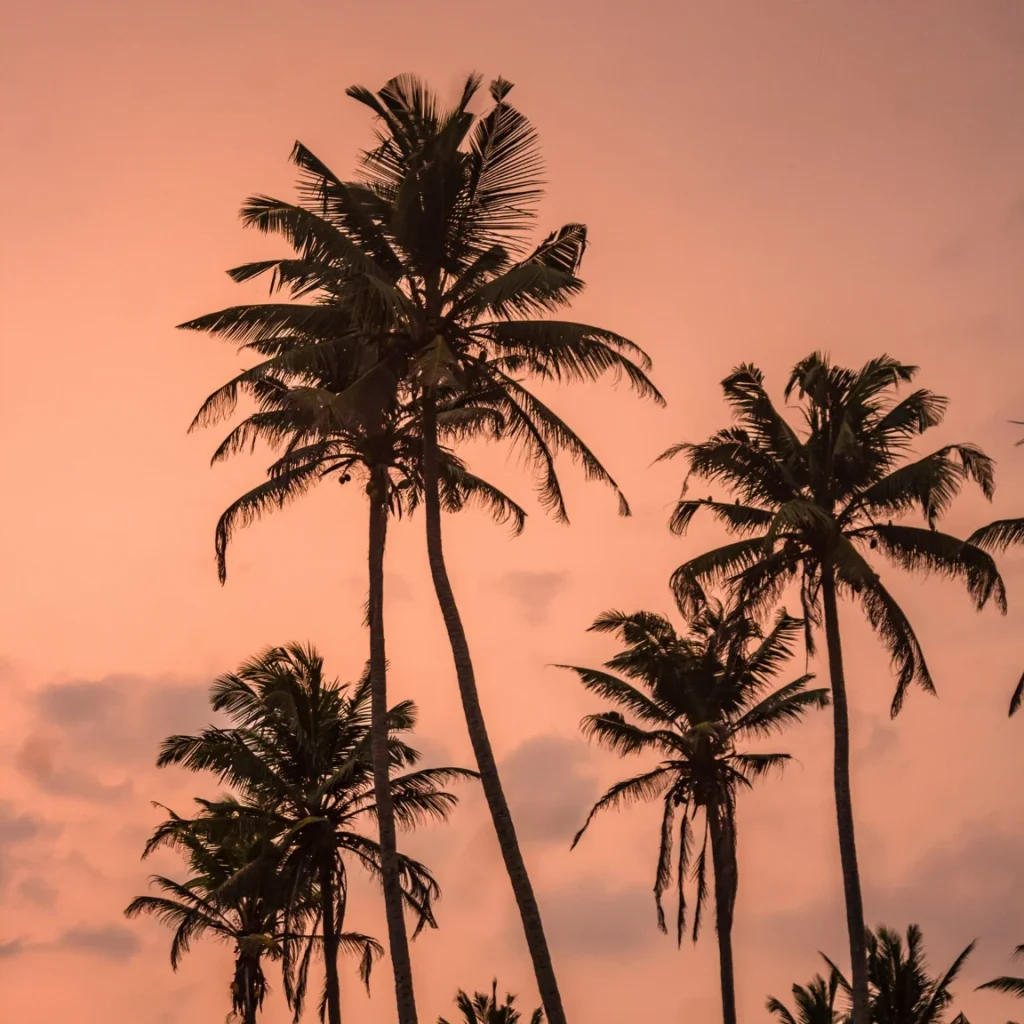 Sunset at Coconut Beach